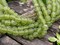 Peridot Pompeii Round Beads (24" Strand) Indonesian Glass Beads